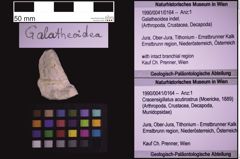 Foto (Objekt + Etiketten) von Galatheoidea indet. (NHMW-GEO-1990-0041-0164)